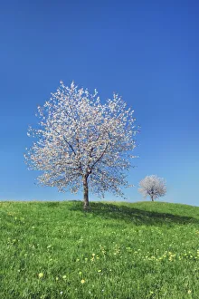Farm Land Prints: Cherry - Switzerland, Zurichsee, Hirzel