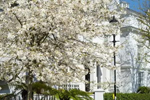 Cherry tree in blossom, Notting Hill, London, England, UK