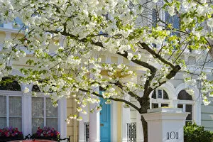 Images Dated 31st March 2021: Cherry tree in blossom, Notting Hill, London, England, UK