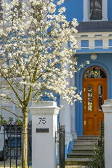 Images Dated 31st March 2021: Cherry tree in blossom, Notting Hill, London, England, UK