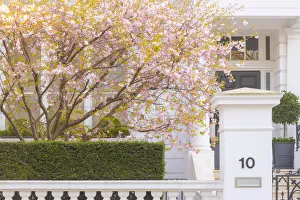 Cherry Trees Prints: Cherry tree in blossom, South Kensington, London, England, UK