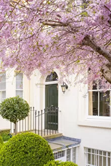 Images Dated 28th March 2022: Cherry tree in blossom, South Kensington, London, England, UK