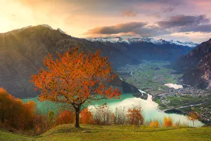 Valchiavenna Prints: Cherry tree with view on Valchiavenna valley at sunset