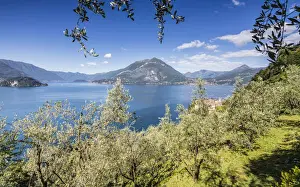 Cherry Tree Prints: Cherry trees around the village of Varenna surrounded by the blue water of Lake Como