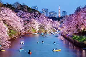 World Prints: Cherryblossom, Sakura, Chidorigafuchi Park, Chiyoda-Ku Tokyo, Kanto, Japan