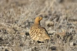 Wild Life Collection: A Chesnut-bellied Sandgrouse in Tsavo East National Park