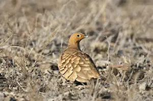 Wild Life Prints: A Chesnut-bellied Sandgrouse in Tsavo East National Park