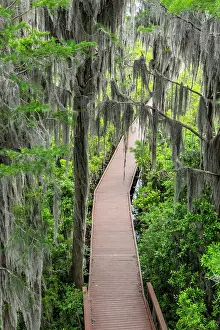 Swamp Prints: Chesser Island Boardwalk, Okefenokee National Wildlife Refuge, Georgia, USA