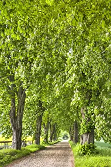 Chestnut alley, Lancken-Granitz, RAogen Island, Mecklenburg-Western Pomerania, Germany