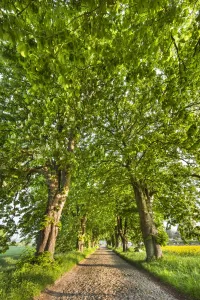 Rugen Prints: Chestnut alley and rape field, Lancken-Granitz