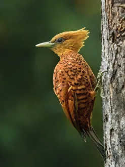 Woodpeckers Prints: Chestnut-colored Woodpecker (Celeus castaneus), Costa Rica