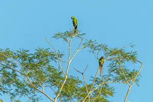 Republica Del Peru Prints: Chestnut-fronted Macaw (Ara severus) perching on branches
