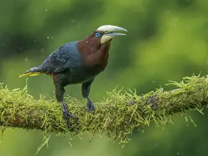 Rain Prints: Chestnut-headed Oropendola (Psarocolius wagleri) in rain