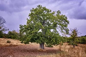 Images Dated 10th November 2020: Chestnut tree. Vila Cha da Braciosa, Tras os Montes. Portugal