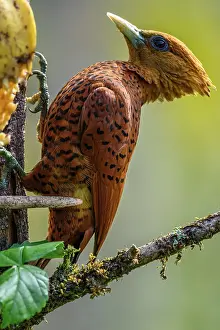 Woodpeckers Prints: Chestnut woodpecker (Celeus elegans)