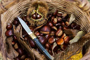 Knife Prints: Chestnuts in the woods, Aritzo, Nuoro province, sardinia, italy, europe