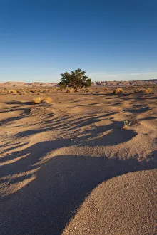 Chile, Atacama Desert, San Pedro de Atacama, Aldea de Tulor, desert tree