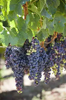 Central Prints: Chile, Casablanca, Vina Veramonte winery, vineyard detail