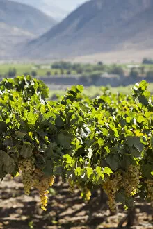 Images Dated 4th July 2013: Chile, Elqui Valley, El Tambo, vineyard with grapes used in the production of Pisco