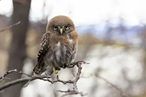 Chile, Patagonia, Torres del Paine National Park (UNESCO Site), baby owl