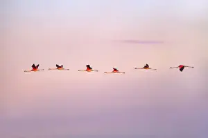 Chilean flamingos flying at sunrise in the skyes of Laguna Mar Chiquita (Mar de Ansenuza)