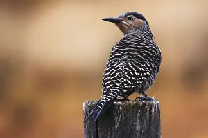 Latin Prints: Chilean flicker posing on a fence in Torres del Paine National Park, Patagonia, Argentina