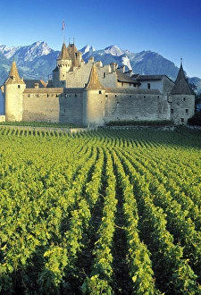 Vine Yard Prints: Chillon Chateau