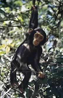 African Animal Gallery: Chimpanzee, Mahale Mountains