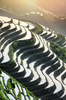 Agricultural Prints: China, Guangxi Province, Longsheng, Long Ji rice terrace filled with water in