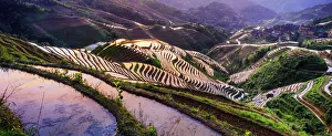 Agricultural Prints: China, Guangxi Province, Longsheng, Long Ji rice terrace filled with water in
