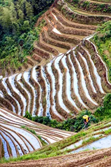 Longji Prints: China, Guangxi Province, Longsheng, Long Ji rice terrace filled with water in