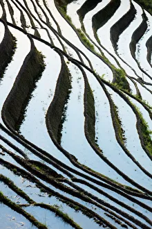Longji Prints: China, Guangxi Province, Longsheng, Long Ji rice terrace filled with water in