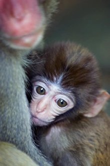 Cute Gallery: China, Hainan Province, Hainan Island