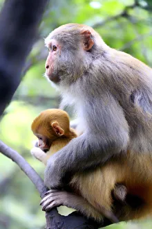 Images Dated 10th March 2017: China, Hunan, Macaque monkeys in Zhangjiajie National Forest Park, also called the