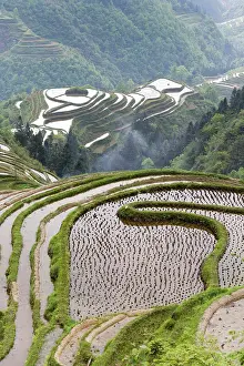 Guizhou Prints: China, Zhonghua, Guizhou, Jiabang rice terraces of southern Guizhou