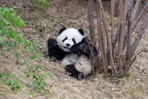 Breeding Prints: China, Zhonghua, Sichuan, Chengdu