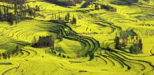 Yunnan Prints: China, Zhonghua, Yunnan, Luoping county, Rape seed fields on rice terraces at Niuje
