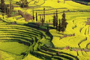 Yunnan Prints: China, Zhonghua Yunnan, Luoping county, Rape seed flowers on rice terraces at Niuje