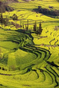 Yunnan Prints: China, Zhonghua Yunnan, Luoping county, Rape seed flowers on rice terraces at Niuje