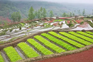 Terraces Prints: China, Zhonghua, Yunnan, Yuanyang, Hani rice terraces