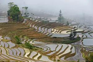 Yunnan Prints: China, Zhonghua, Yunnan, Yuanyang, Hani rice terraces