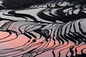 Yunnan Prints: China, Zhonghua, Yunnan, Yuanyang, A farmer walks through the rice terraces
