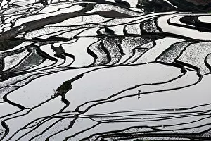 Yunnan Prints: China, Zhonghua, Yunnan, Yuanyang, A farmer walks through the rice terraces