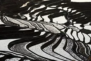 Yunnan Prints: China, Zhonghua, Yunnan, Yuanyang, A farmer walks through the rice terraces