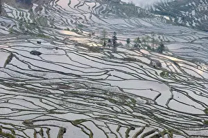Yunnan Prints: China, Zhonghua, Yunnan, Yuanyang, Hani rice terraces