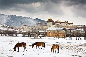 Horses Prints: China, Zhonghua, Yunnan, Zhongdian Horses grazing in front of Songzanlin Monastery
