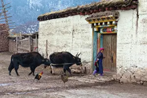 Shangri La Prints: China; Zhonghua; Yunnan; Zhongdian; Shangri-La; a woman leads 2 yaks into a barn
