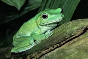 Captive Prints: Chinese Gliding Frog (Zhangixalus dennysi) - captive