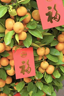 Chinese New Year Kumquat Trees With Lai See Red Envelopes, Hong Kong, Special