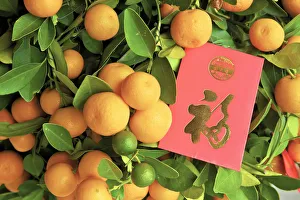 Images Dated 26th March 2018: Chinese New Year Kumquat Trees With Lai See Red Envelopes, Hong Kong, Special